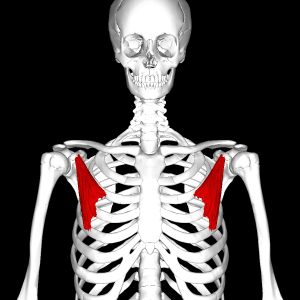 Pectoralis Minor Muscle