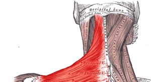 Upper Trapezius Muscle
