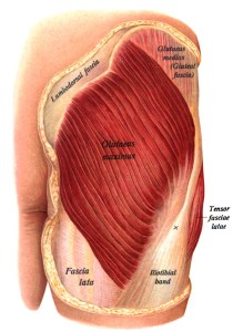 Gluteus Maximus Muscle