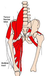 Tensor Fascia Latae